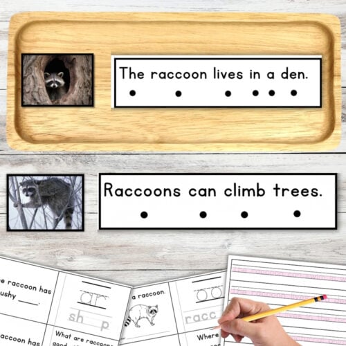 All About Raccoons Decodable Phonics Reader Comprehension Forest Animals