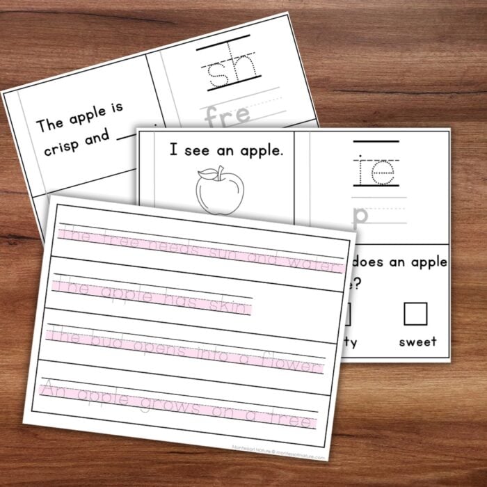 Apple Sentence Strips Comprehension Booklet Phonics Reading Tracing - Image 3