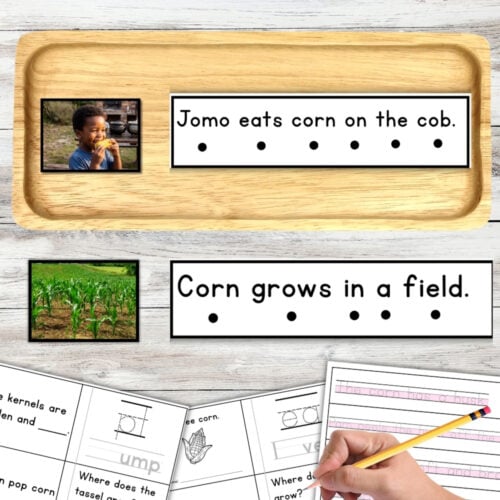 Corn Sentence Strips Comprehension Booklet Phonics Reading Tracing