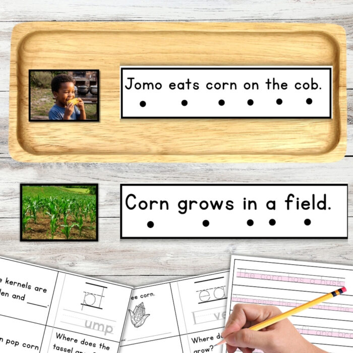 A child eats corn on the cob while using the Corn Sentence Strips Comprehension Booklet Phonics Reading Tracing product, which features cards that read “Jomo eats corn on the cob.” and “Corn grows in a field.” A hand traces and writes in the workbook filled with corn pictures, using sentence strips for phonics reading support. Montessori Nature Printable
