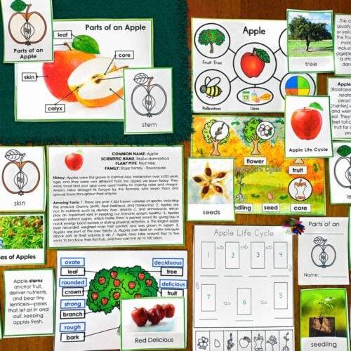 Parts of an Apple Life Cycle Activities