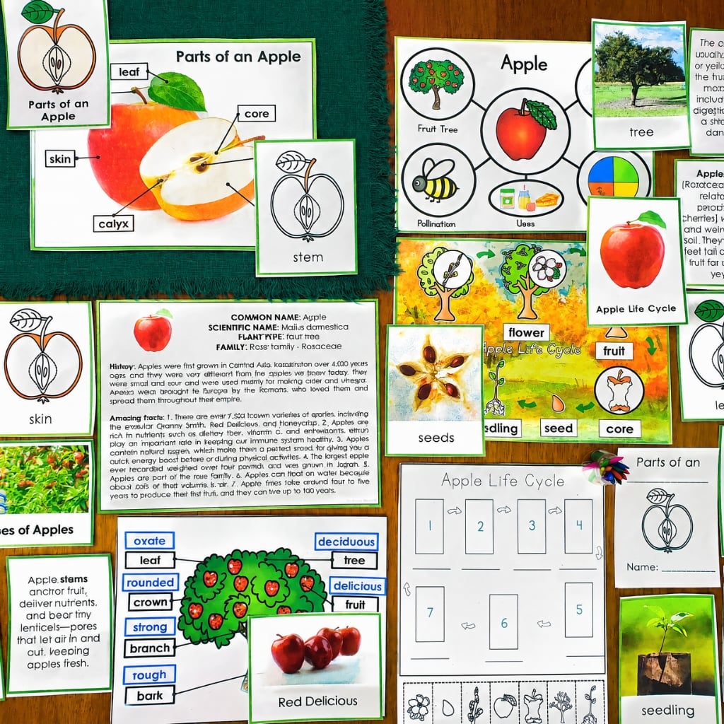 Parts of an Apple Life Cycle Activities