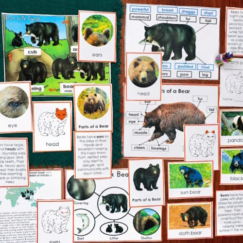 Parts of a Bear Life Cycle Activities