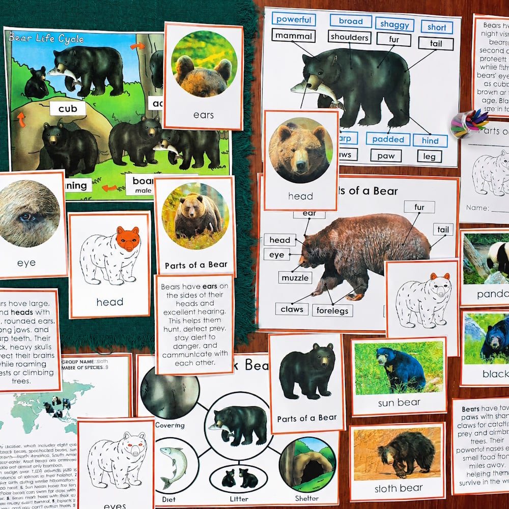 Parts of a Bear Life Cycle Activities featuring diagrams, descriptive cards, and labeled images of the bear life cycle to support animal life cycle lessons. Montessori Nature Printable