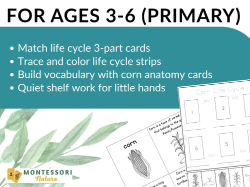 Parts of a Corn Life Cycle Activities - Image 6