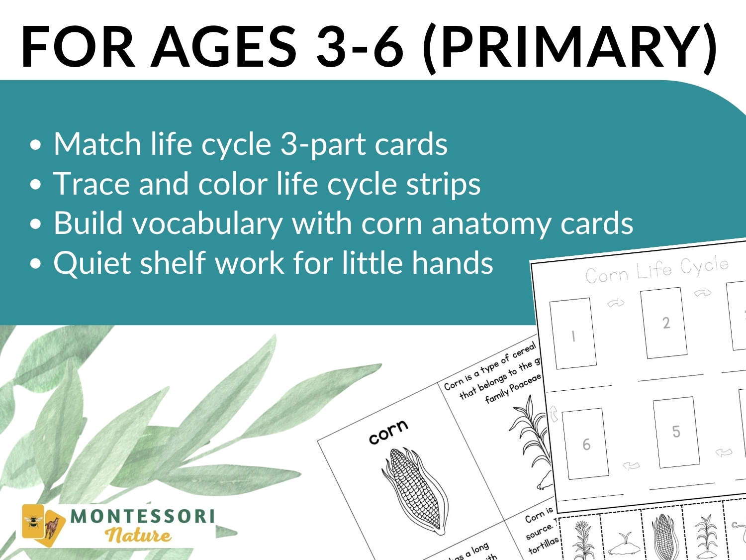 Parts of a Corn Life Cycle Activities