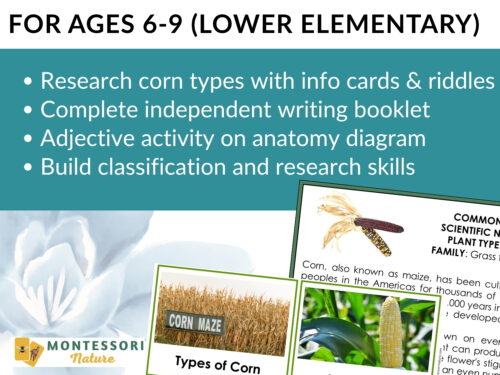 Parts of a Corn Life Cycle Activities - Image 7