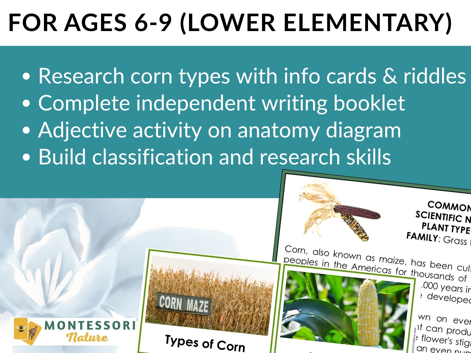 Parts of a Corn Life Cycle Activities