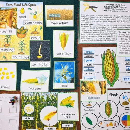 Parts of a Corn Life Cycle Activities