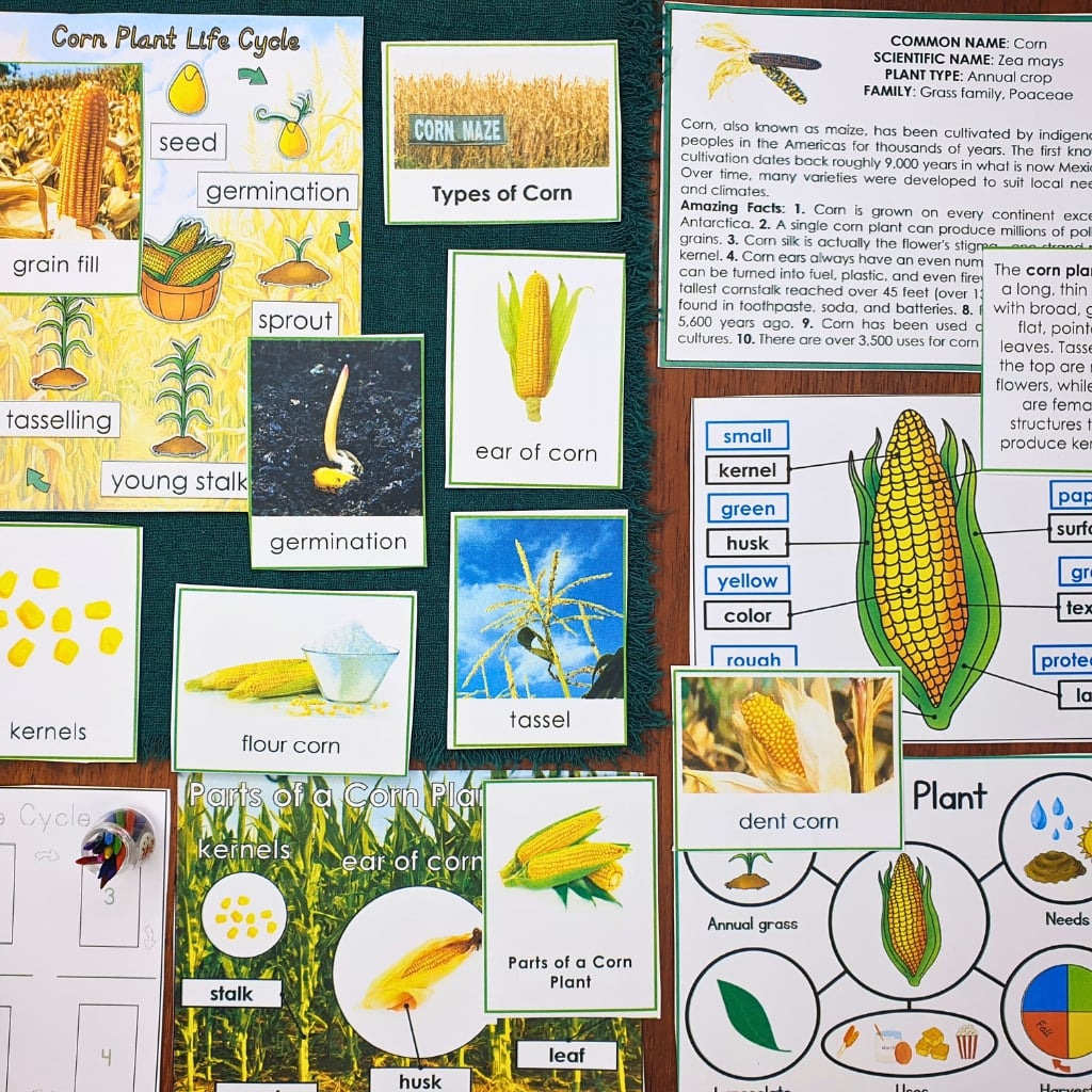 Parts of a Corn Life Cycle Activities