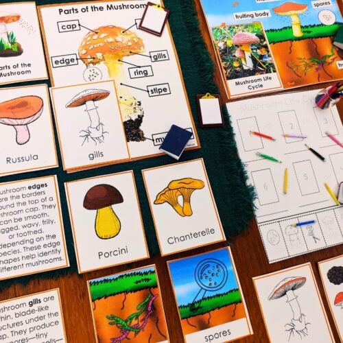 Parts of a Mushroom Life Cycle Activities