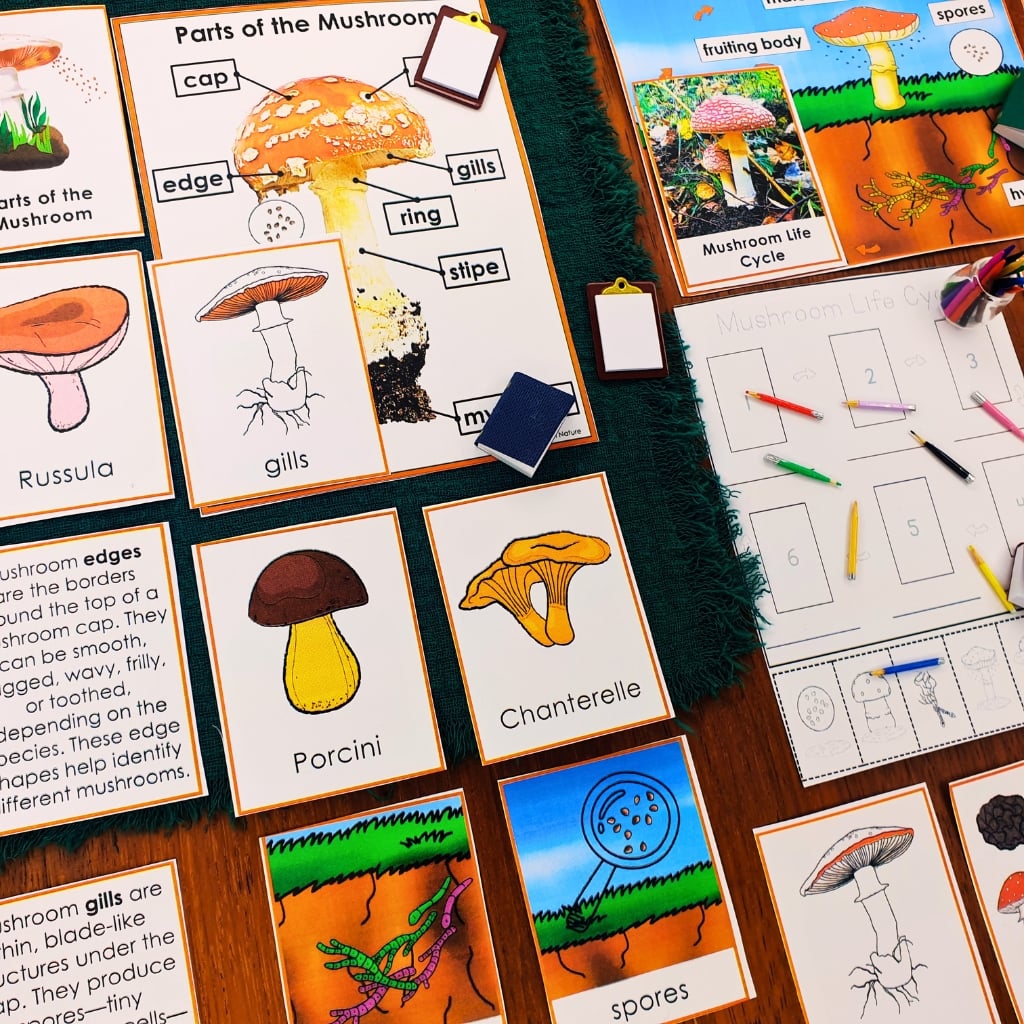 Parts of a Mushroom Life Cycle Activities cards with illustrations and labels, displayed alongside a worksheet and colored pencils for fungi education. Montessori Nature Printable