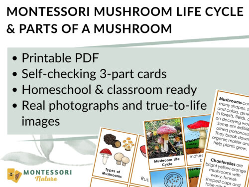 Parts of a Mushroom Life Cycle Activities, including printable 3-part cards featuring photographs of fungi and labeled parts of a mushroom. Montessori Nature Printable