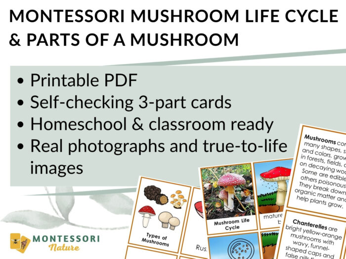 Parts of a Mushroom Life Cycle Activities, including printable 3-part cards featuring photographs of fungi and labeled parts of a mushroom. Montessori Nature Printable