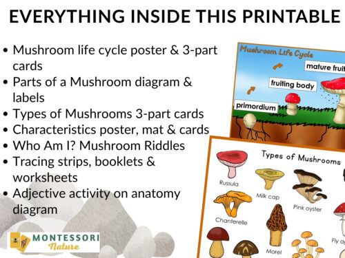 Parts of a Mushroom Life Cycle Activities set including printable mushroom activities, educational posters of the mushroom life cycle, and illustrations of various mushroom types. Montessori Nature Printable
