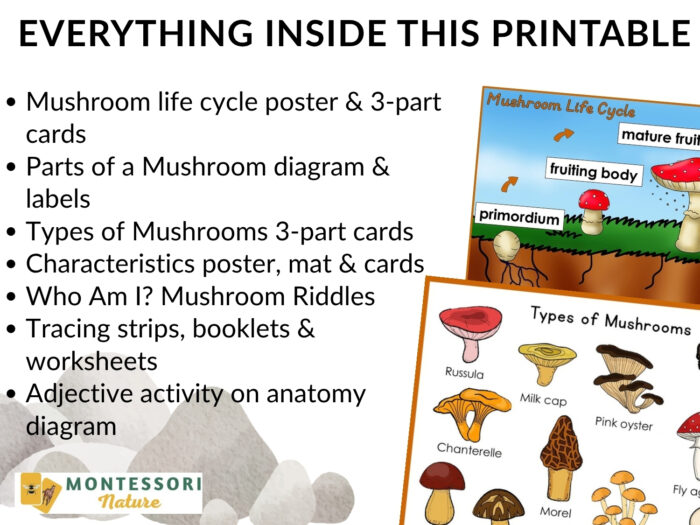 Parts of a Mushroom Life Cycle Activities set including printable mushroom activities, educational posters of the mushroom life cycle, and illustrations of various mushroom types. Montessori Nature Printable