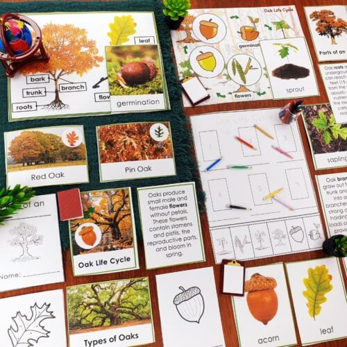 Parts of an Oak Tree Life Cycle Activities