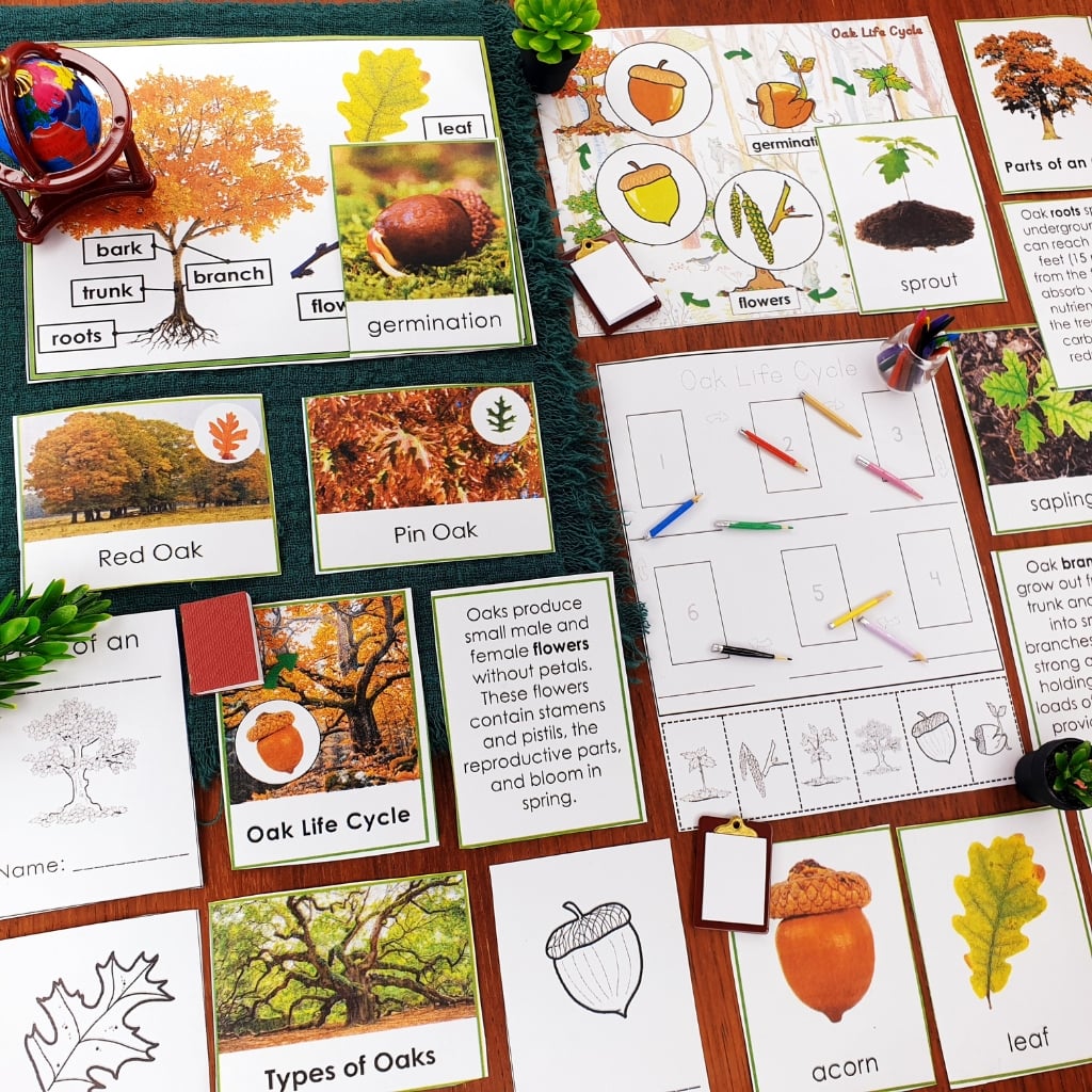 Parts of an Oak Tree Life Cycle Activities