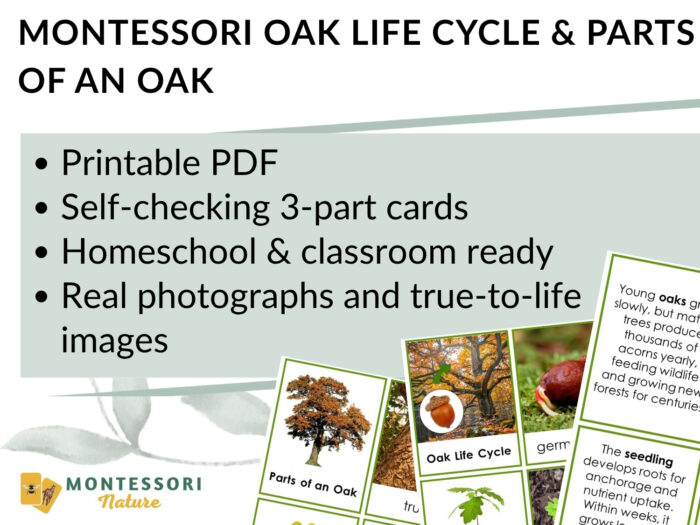 Parts of an Oak Tree Life Cycle Activities - Image 6