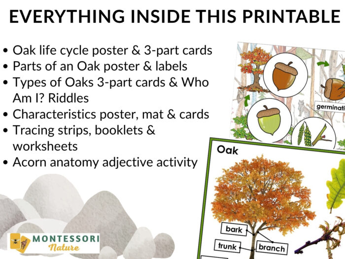 Parts of an Oak Tree Life Cycle Activities - Image 7