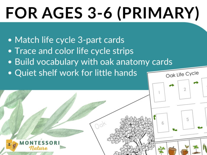 Parts of an Oak Tree Life Cycle Activities - Image 8