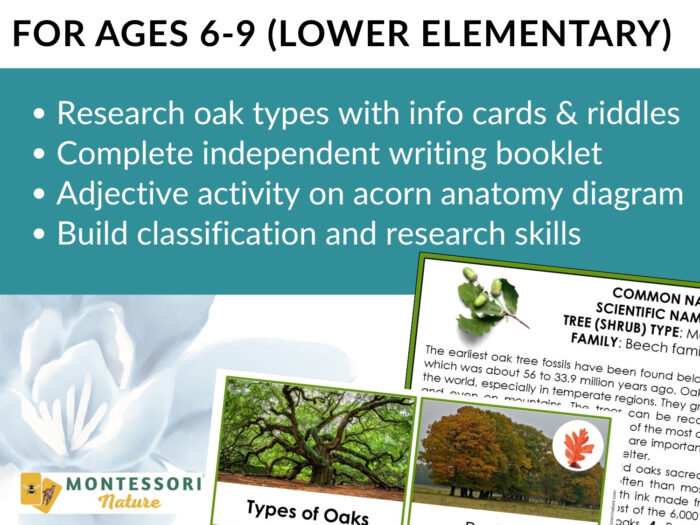 Parts of an Oak Tree Life Cycle Activities - Image 9