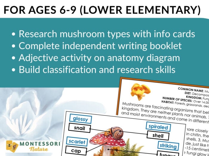 Parts of a Mushroom Life Cycle Activities - Image 9