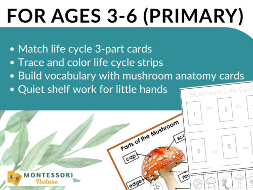 Parts of a Mushroom Life Cycle Activities printables for ages 3-6, featuring a mushroom anatomy diagram, a numbered life cycle sequence, and activity descriptions including matching, tracing, and coloring.