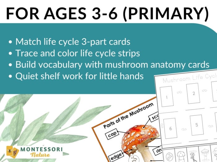 Parts of a Mushroom Life Cycle Activities - Image 8