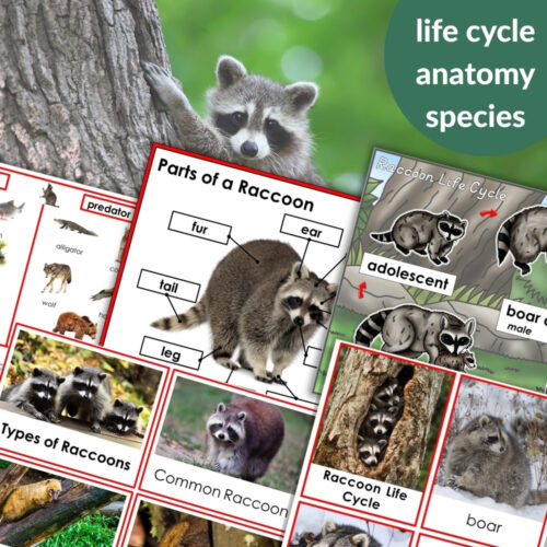 Collage featuring Parts of a Raccoon Life Cycle Activities: includes raccoon photos, life cycle diagrams, anatomy charts, and labeled close-ups, with "life cycle anatomy species" text highlighted in a green circle. Montessori Nature Printables