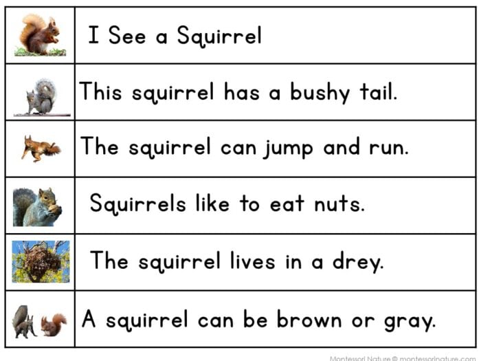 Squirrel Sentence Strips Comprehension Booklet Phonics Reading Tracing - Image 2