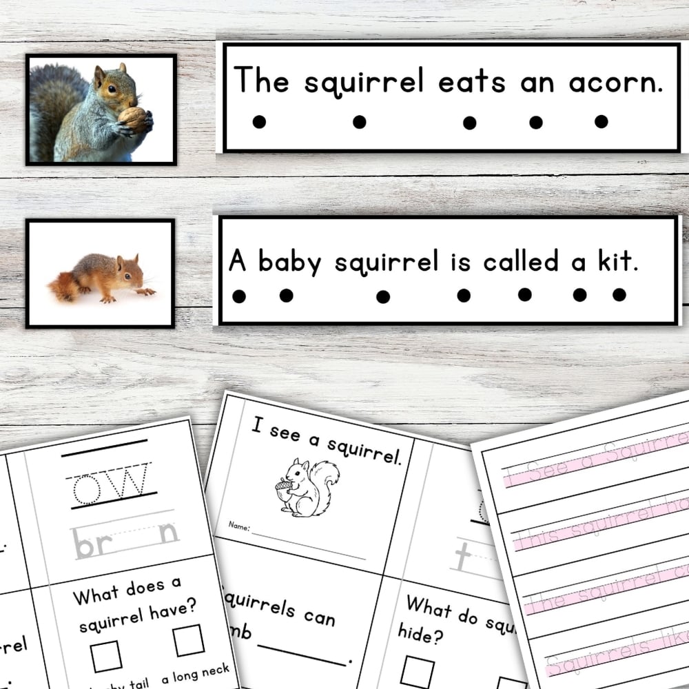Squirrel Sentence Strips Comprehension Booklet Phonics Reading Tracing