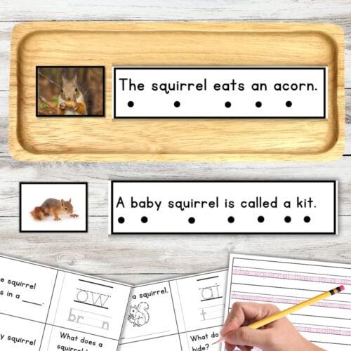 Displayed on a light wooden surface are two squirrel photos, sentences about squirrels, and printed activity sheets featuring squirrel-themed reading and writing exercises. These materials include the Squirrel Sentence Strips Comprehension Booklet Phonics Reading Tracing to support early literacy skills. Montessori Nature Printable