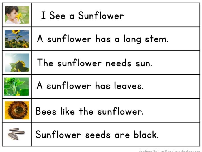 Sunflower Sentence Strips Comprehension Booklet Phonics Reading Tracing - Image 2