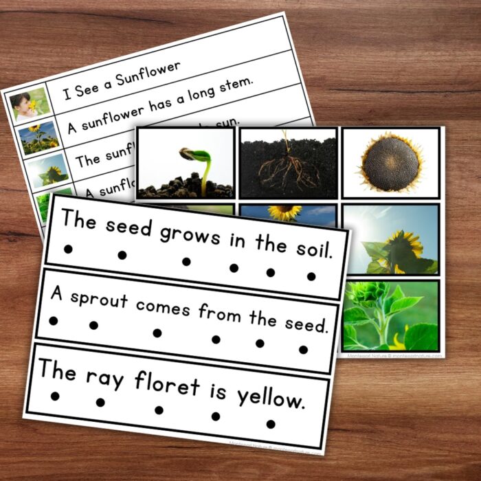 Sunflower Sentence Strips Comprehension Booklet Phonics Reading Tracing - Image 3