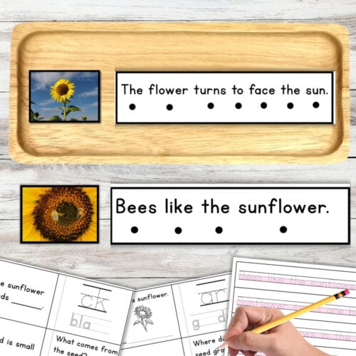 Sunflower Sentence Strips Comprehension Booklet Phonics Reading Tracing