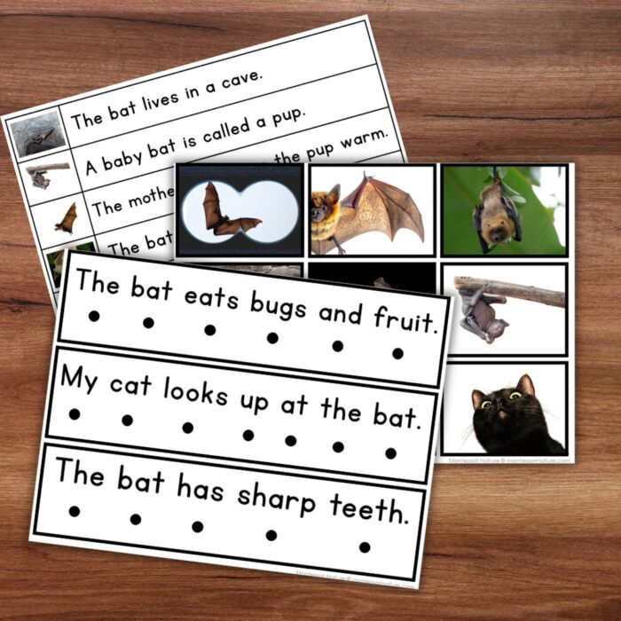Two All About Bats Decodable Phonics Reader Comprehension Science of Reading activity sheets featuring sentences about bats alongside photographs of bats and a cat. Montessori Nature Printable