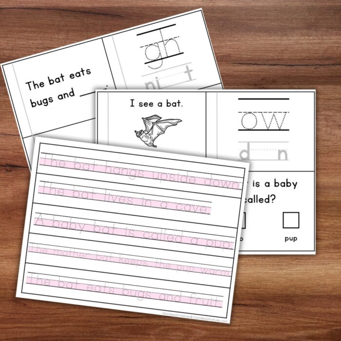 All About Bats Decodable Phonics Reader Comprehension Science of Reading worksheets with decodable sentences about bats to trace and fill in. Montessori Nature Printable