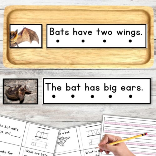 A hand writes on an All About Bats Decodable Phonics Reader Comprehension Science of Reading, with accompanying bat-themed decodable reader worksheets visible. Montessori Nature Printable