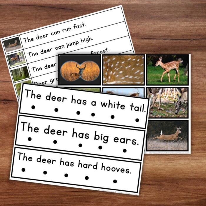 All About Deer Decodable Phonics Reader Comprehension Science of Reading - Image 3