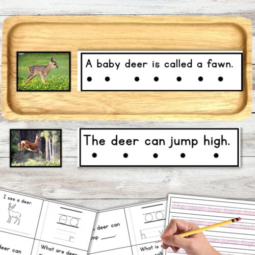 All About Deer Decodable Phonics Reader Comprehension Science of Reading