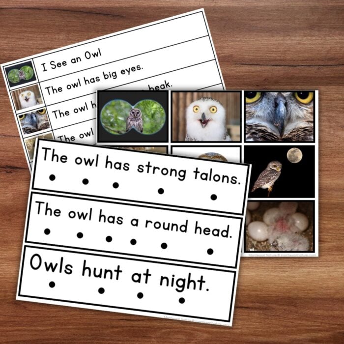All About Owls Decodable Phonics Reader Comprehension Science of Reading - Image 2