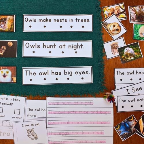 All About Owls Decodable Phonics Reader Comprehension Science of Reading