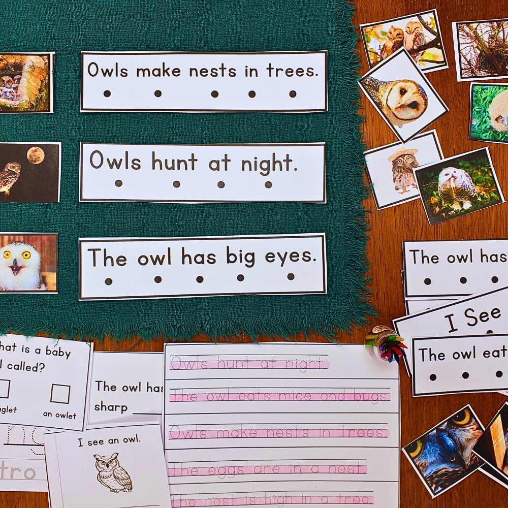 All About Owls Decodable Phonics Reader Comprehension Science of Reading