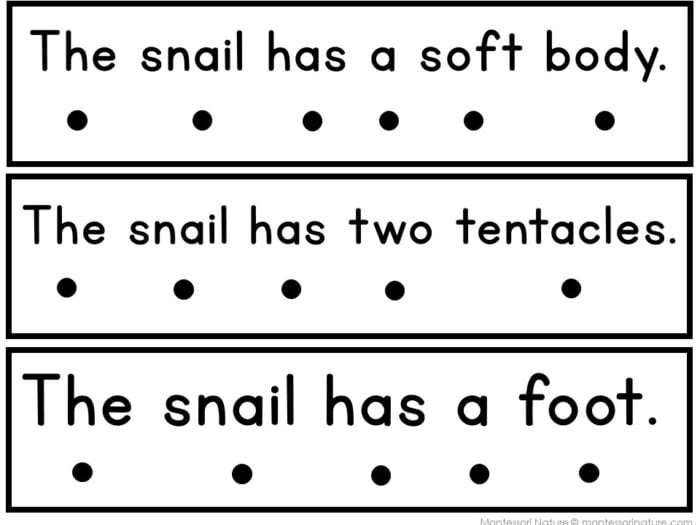 All About Snails Decodable Phonics Reader Comprehension - Image 6