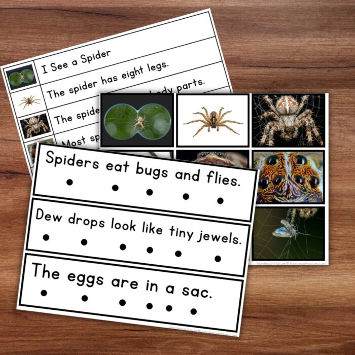 All About Spiders Decodable Phonics Reader Comprehension Science of Reading cards feature simple sentences about spiders paired with photographs of spiders and spider webs. Montessori Nature Printable