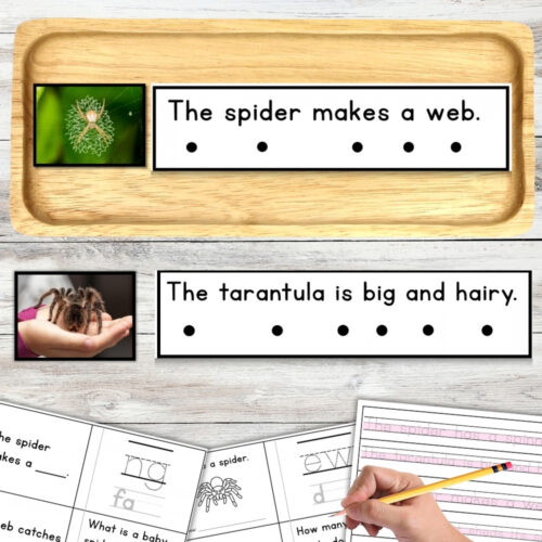 All About Spiders Decodable Phonics Reader Comprehension Science of Readin