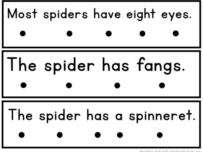 Three horizontal panels from the All About Spiders Decodable Phonics Reader showing the sentences: “Most spiders have eight eyes.”, “The spider has fangs.”, and “The spider has a spinneret.” with dots. Montessori Nature Printable