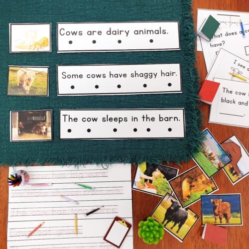 All About Cows Decodable Phonics Reader Comprehension