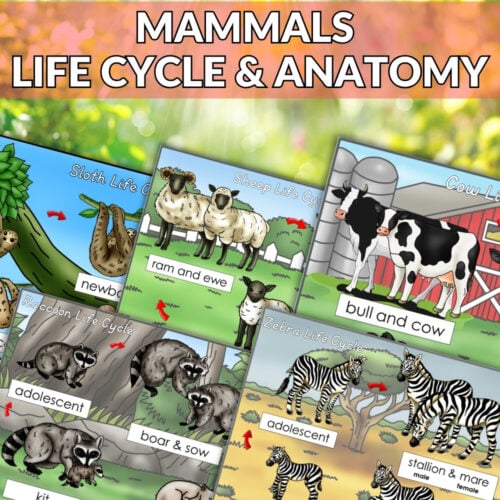 Mammal Bundle